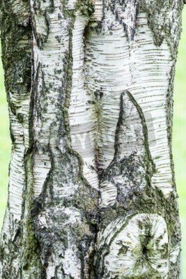 Fototapete Nahaufnahme von Birkenrinde