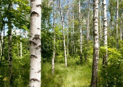 Fototapete Birken grüne Sträucher und Gras