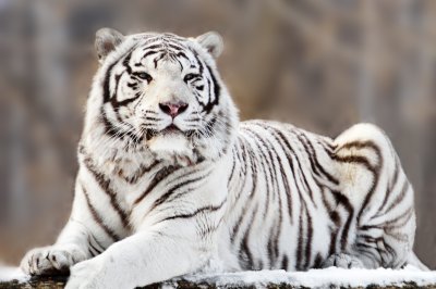 Fototapete Weißer tiger auf verschwommenem hintergrund