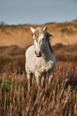 Fototapete Hengst auf einer wilden wiese