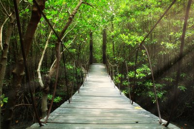 Fototapete Brücke durch den Wald des tropischen Dschungels