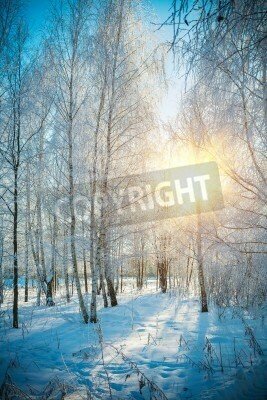 Fototapete Gefrorene Birken im Winter