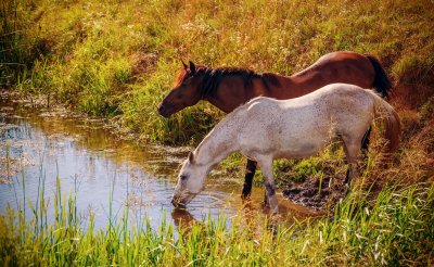 Fototapete Pferde trinken wasser aus dem fluss