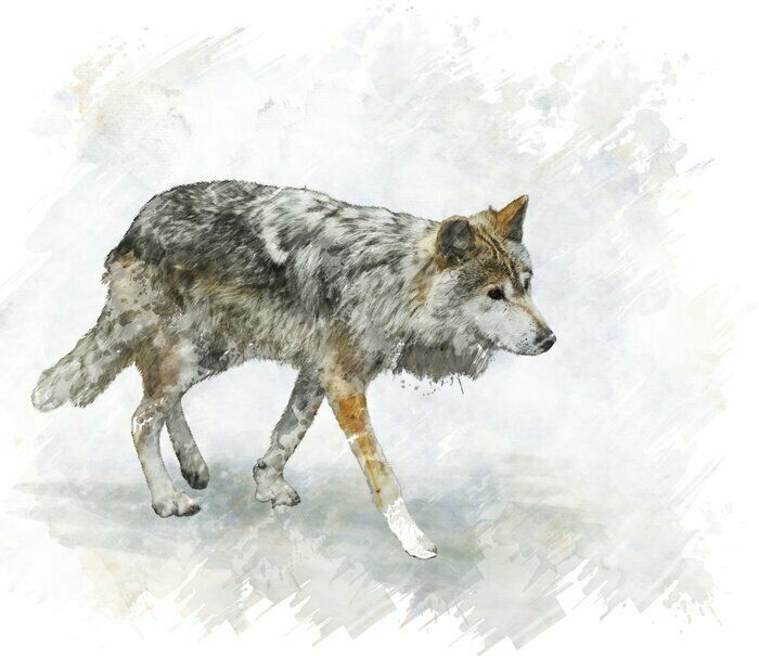 Sticker Wolf-Aquarell