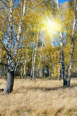 Fototapete Birken und Sonnenstrahlen
