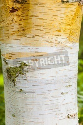 Fototapete Rinde der weißen Birke