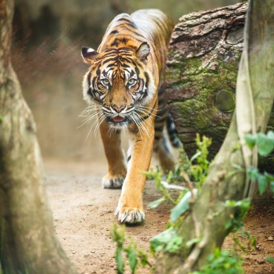 Fototapete Ein Tiger, der durch den Wald streift