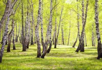 Fototapete Birken im Park