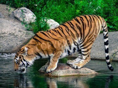 Fototapete Wasser trinkender tiger