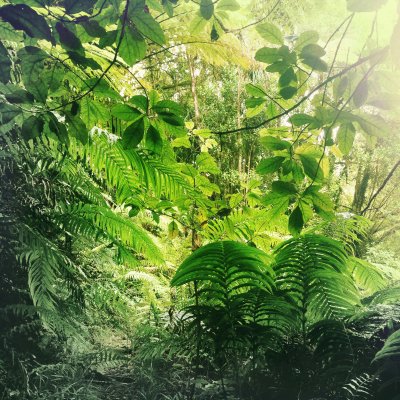 Fototapete Blätter in Grün im Dschungel