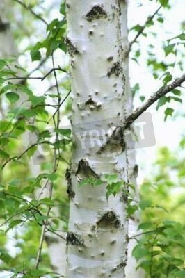 Fototapete Birkenrinde aus nächster Nähe