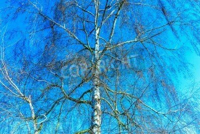 Fototapete Winterliche Birke vor dem Hintergrund des Himmels