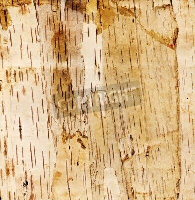 Fototapete Birkenholz