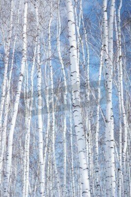 Fototapete Helle Birken vor dem Hintergrund des Himmels