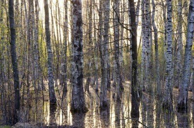 Fototapete Birken in Blüte