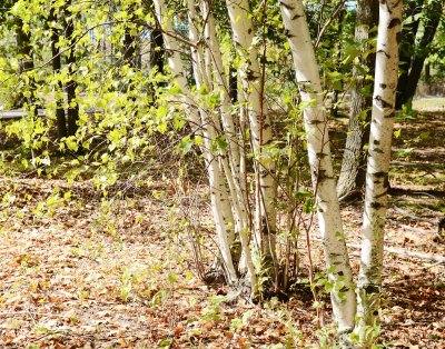 Fototapete Birken und neue Sträucher