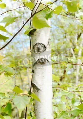 Fototapete Birkenrinde