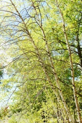 Fototapete Birken in der Sonne