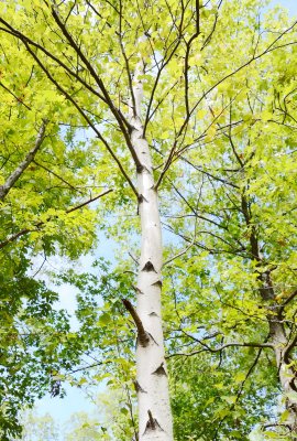 Fototapete Große Birke