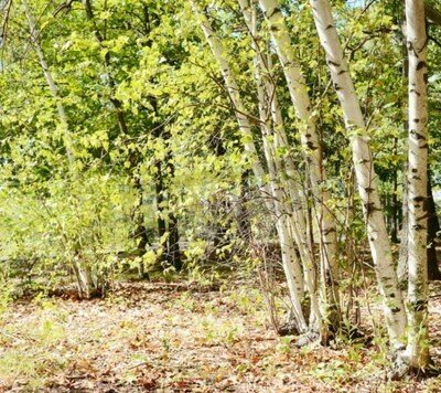 Fototapete Birken und Waldstreu