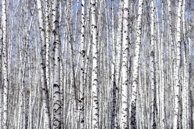 Fototapete Dichter Wald mit Birken