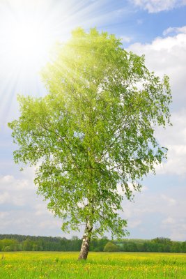 Fototapete 3D Birke in der Sonne