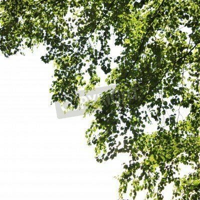 Fototapete Birkenblätter auf weißem Hintergrund