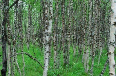 Fototapete Birkenwald schwarz-weiße im Wald