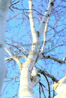 Fototapete Birke vor dem Hintergrund des Himmels