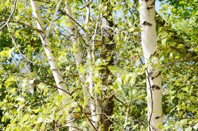 Fototapete Birke Wald und Grün