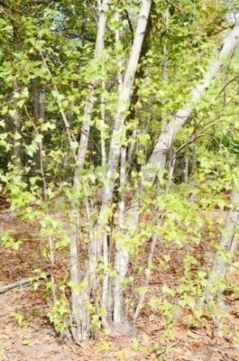 Fototapete Birke Wald in der Sonne