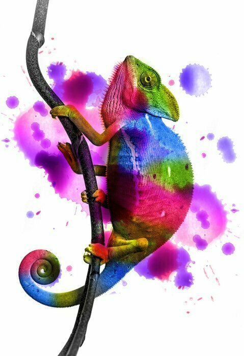 Sticker Chamäleon- und Farbspritzergrafiken