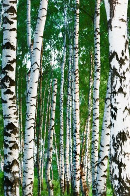 Fototapete Schlanke Birken