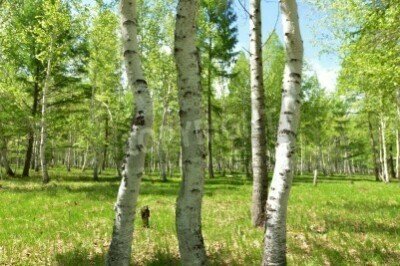 Fototapete Gebogene Birken