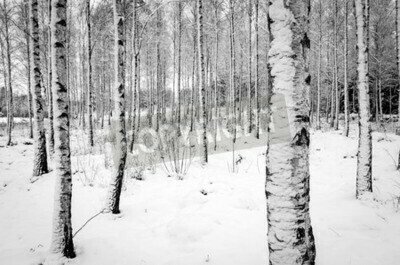 Fototapete Birkenbäume im Winter