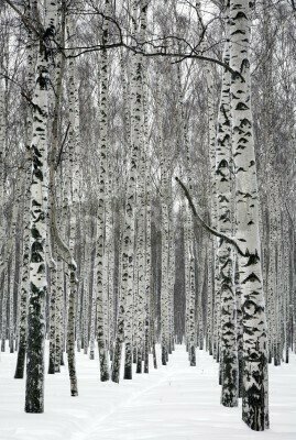 Fototapete Schwarz-weiße Birken im Schnee