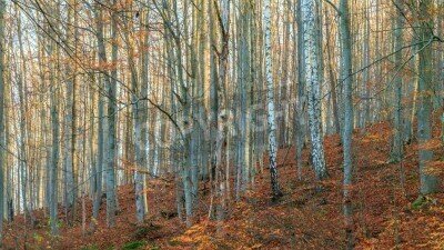 Fototapete Birken im Herbst