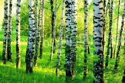 Fototapete Birken im Morgenlicht