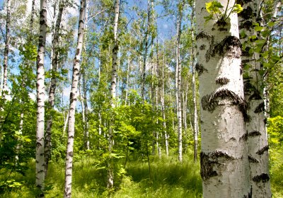 Fototapete 3D Birken und grünes Gras