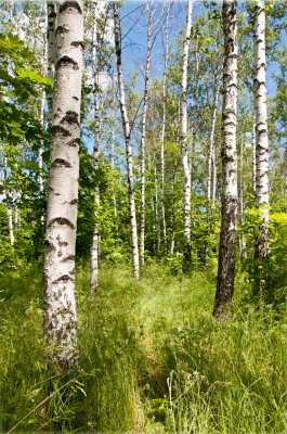 Fototapete Birken und wilde Vegetation
