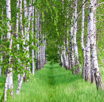 Fototapete Blühende Birken