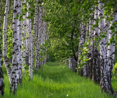 Fototapete Gras zwischen Birken