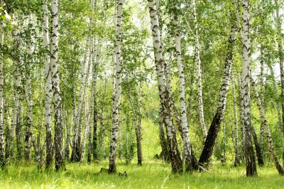 Fototapete 3D Birken im Wald