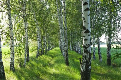 Fototapete Birkenwald schwarz-weiße in der Sonne
