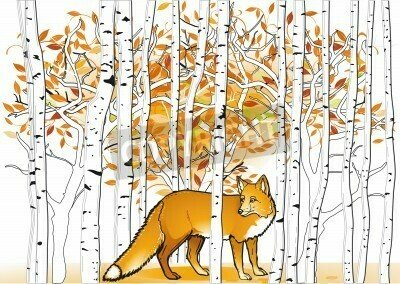Fototapete Birken und roter Fuchs