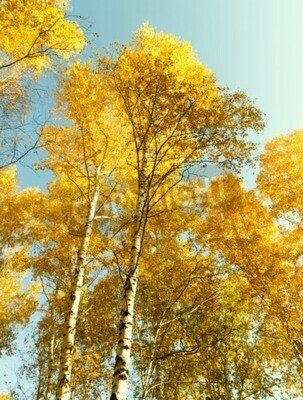 Fototapete Herbstbirken vor dem Hintergrund des Himmels