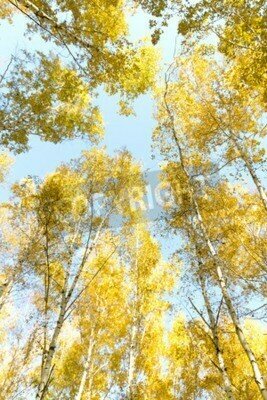 Fototapete Birken vor dem Hintergrund des Himmels