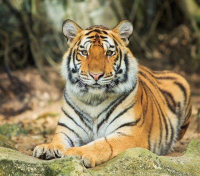 Fototapete Tiger, der sich auf einem stein ausruht