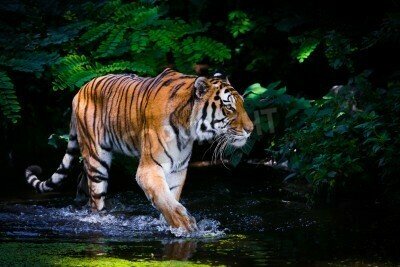 Fototapete Im wasser watender tiger