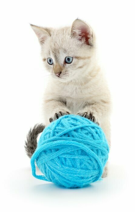 Sticker Katze mit Ball aus Garn